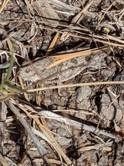 Cratypedes neglectus