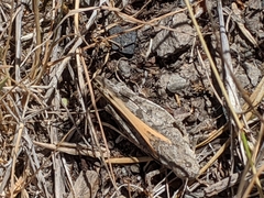 Cratypedes neglectus