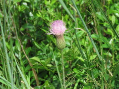 Cirsium lecontei