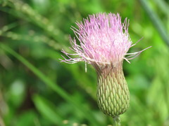Cirsium lecontei