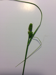 Carex hirsutella