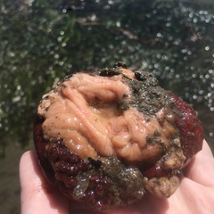 Urticina piscivora