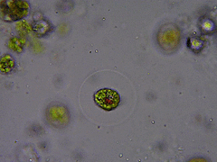 Haematococcus lacustris