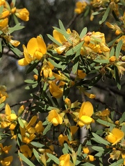 Pultenaea flexilis