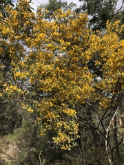 Pultenaea flexilis