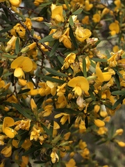 Pultenaea flexilis