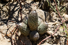 Coryphantha durangensis durangensis