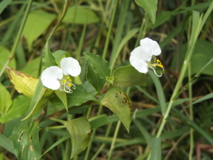 Commelina erecta