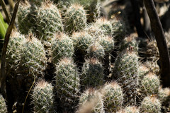 Coryphantha durangensis durangensis