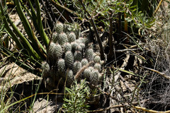 Coryphantha durangensis durangensis