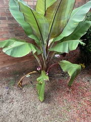 Ensete
