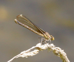 Hetaerina americana