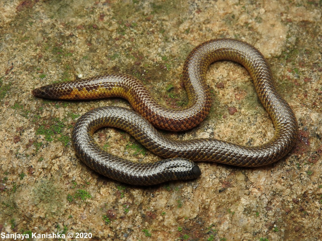 Drummond-Hay's Earth Snake