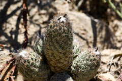 Coryphantha durangensis durangensis