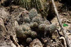 Coryphantha durangensis