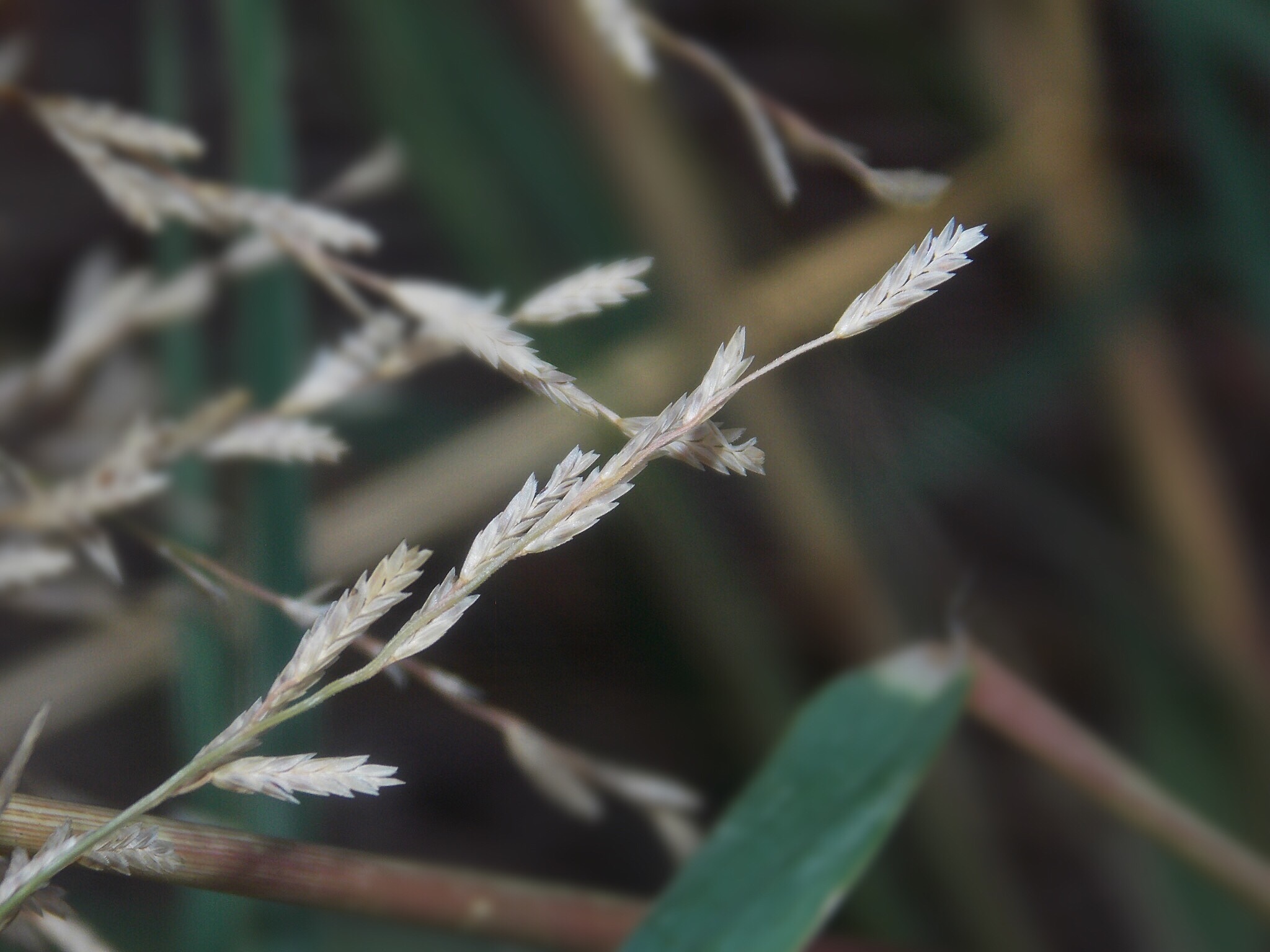Eragrostis curtipedicellata