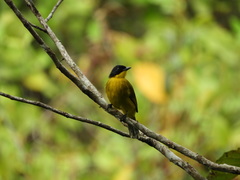 Rubigula melanicterus