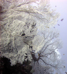 Melithaea ochracea