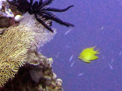 Amblyglyphidodon aureus