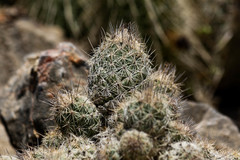Coryphantha durangensis