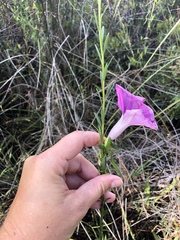 Ipomoea sagittata