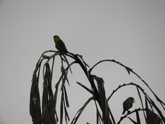 Loriculus beryllinus