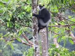 Semnopithecus vetulus