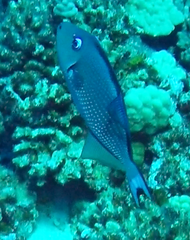 Xanthichthys auromarginatus
