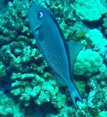 Xanthichthys auromarginatus