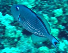 Xanthichthys auromarginatus