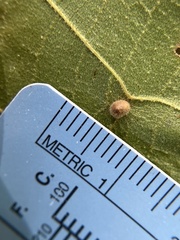 Caryomyia deflexipili