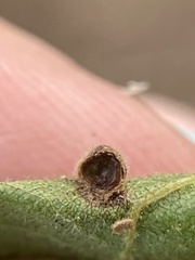 Caryomyia deflexipili