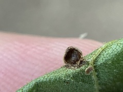 Caryomyia deflexipili