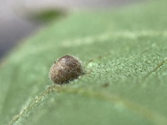 Caryomyia deflexipili