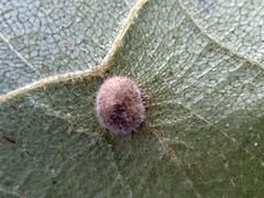 Caryomyia deflexipili