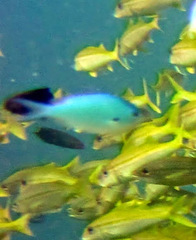 Chromis atripectoralis