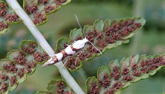 Argyresthia calliphanes