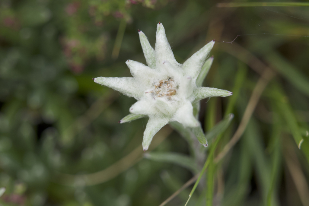 Himalayan Edelweiss