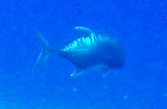 Caranx ignobilis