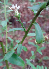Sericocarpus asteroides