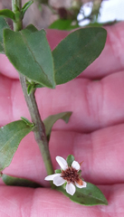 Sericocarpus asteroides