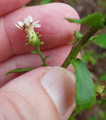 Sericocarpus asteroides