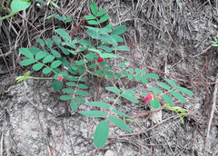 Tephrosia florida