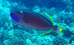 Xanthichthys auromarginatus
