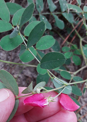 Tephrosia florida