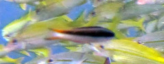 Thalassoma amblycephalus