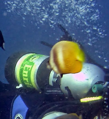 Chaetodon kleinii