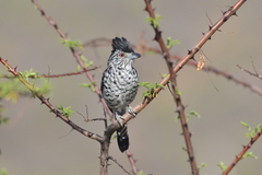 Thamnophilus doliatus capistratus
