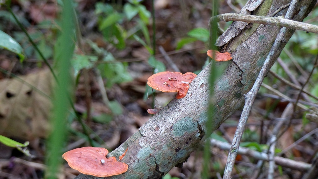 Trametes sanguinea · November 2015 · photo: © helio-lourencini (iNaturalist, cc-by)