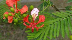 Delonix regia regia